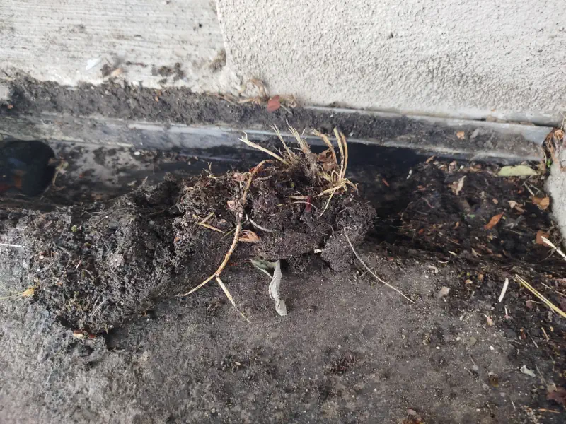 Caniveau de drainage complètement bouché par les sédiments