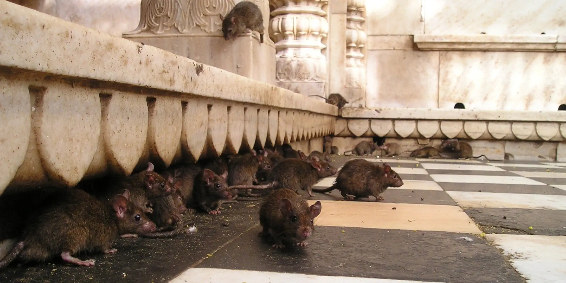 Des rats rentrent dans l'immeuble de copropriété.